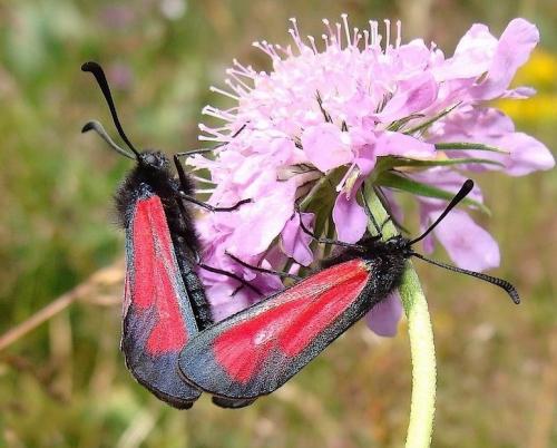Zygaena purpuralis